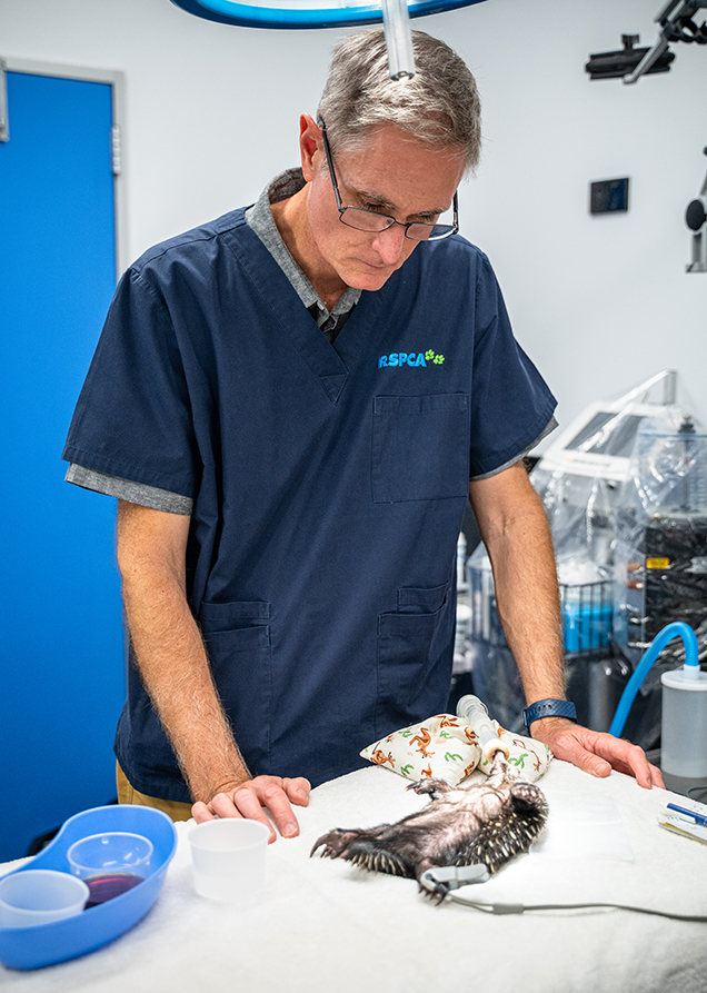 Vet Tim assessing the little puggle